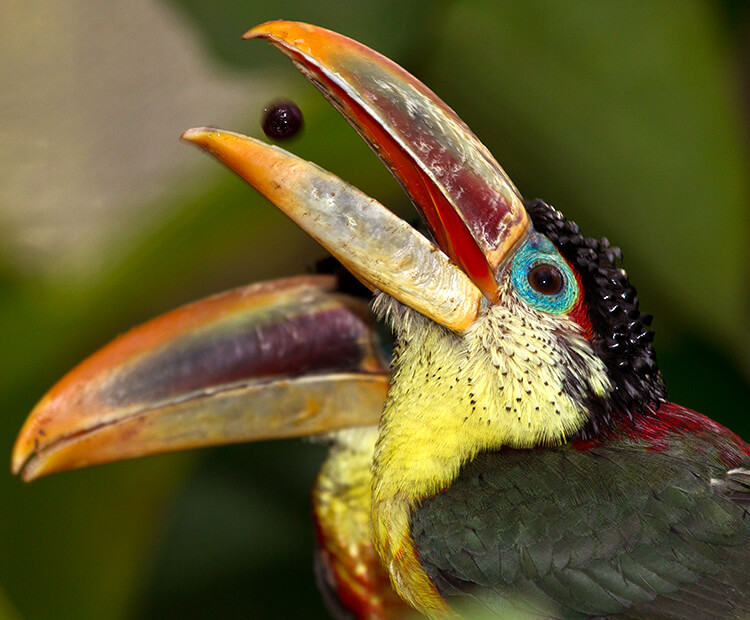 Curl-crested aracari eating a grape