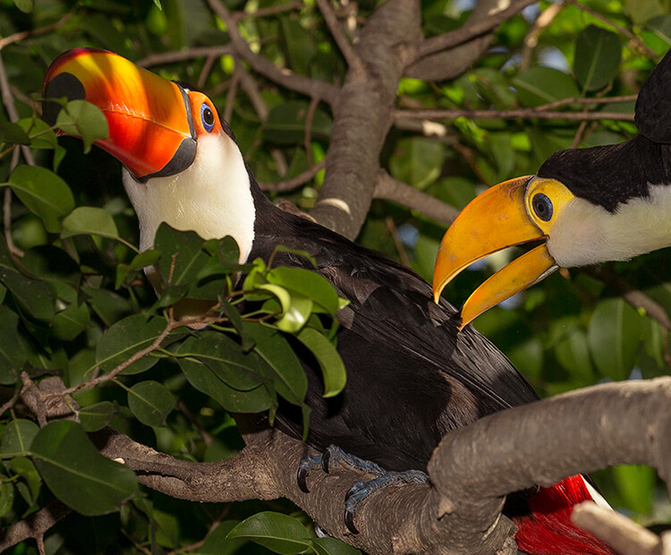Toco toucan parent with chick in tree 