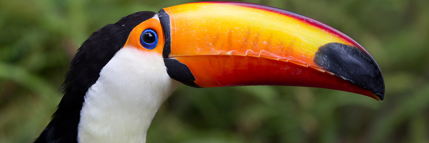 Toco toucan profile with bill extended horizontally