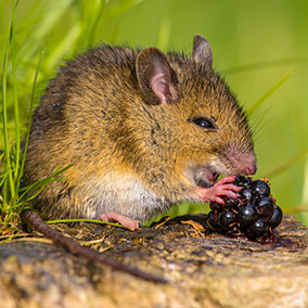 Field mouse eating a berry