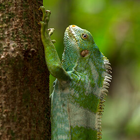 Fiji iguana climbing up a tree trunk