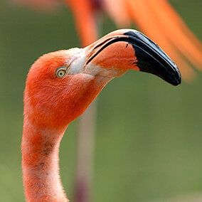 Flamingo looks into the camera as it holds its bill to the right
