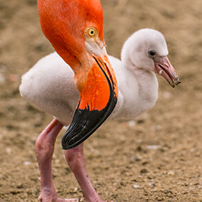 Flamingo parent holds its head right next to its little gray chick 