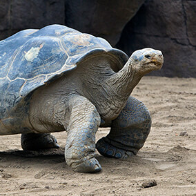 Galapagos tortoise walking