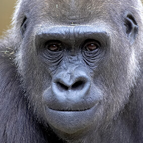 Close-up of a gorilla's nose