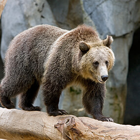 Grizzly bear walking on a log