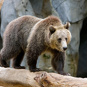 Grizzly Bear  San Diego Zoo