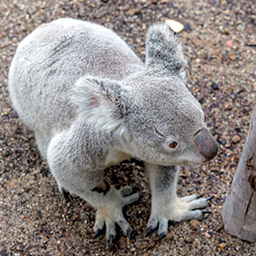 Koala down on dirt ground