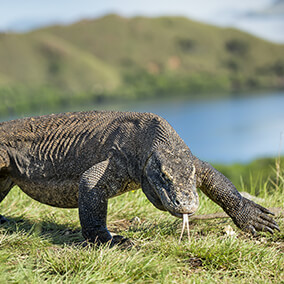 Komodo dragon on Komodo Island