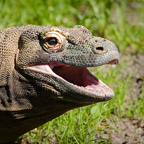 Komodo with mouth slightly open