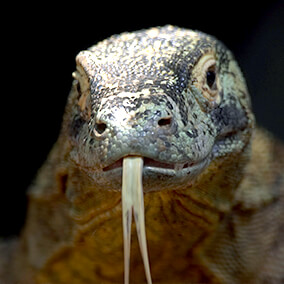 Komodo dragon with forked tongue sticking out