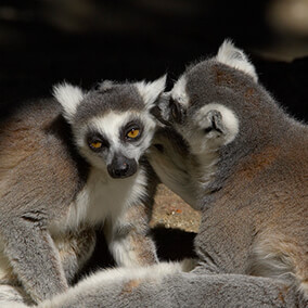 Lemur grooming another's ear