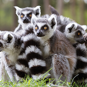 Huddled together group of lemurs