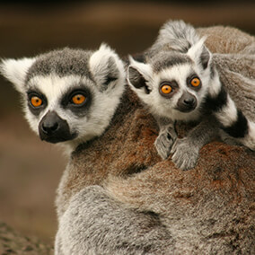 Lemur mother and young baby on her back