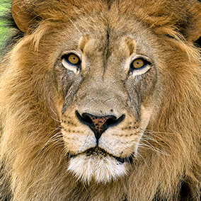 Male lion with mane
