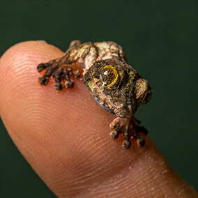 Baby mossy flat-tailed gecko on a human fingertip