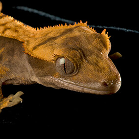 New Caledonian Crested gecko