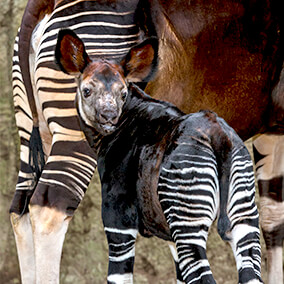 Okapi calf near its mother's reared stripes