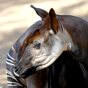 Okapi ears rotating in different directions