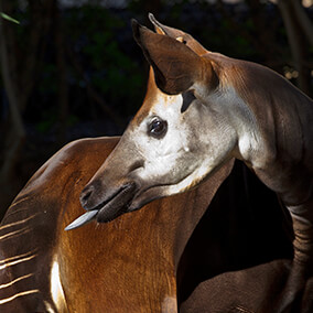 Okapi sticking its tongue out