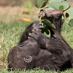 Baby gorilla holding leaves with her foot