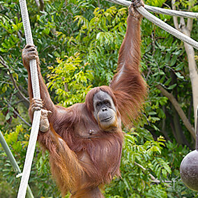 Orangutan female stretches out her arms and leg to climb ropes