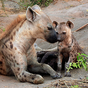 Spotted hyena with cub