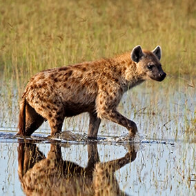 Spotted hyena walking in water