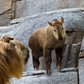 Takin baby climbing rock ledges while its mother looks on