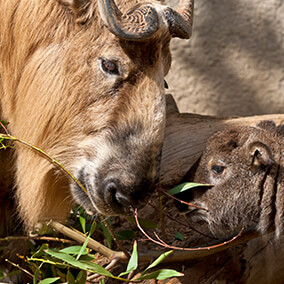 Takin mother and baby eating leaves