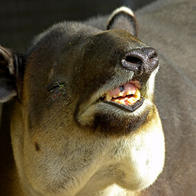 Baird's tapir holding snout up in the air