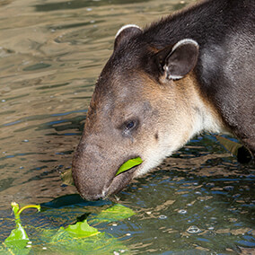 Baird's tapir eating green leaves out of shallow water