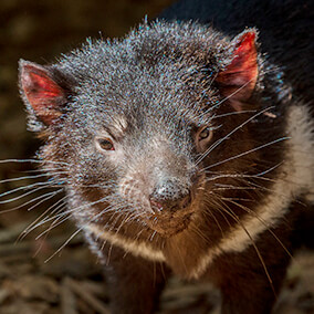 Tasmanian devil face