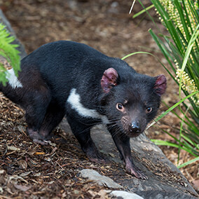 Tasmanian devil walking down a little hill