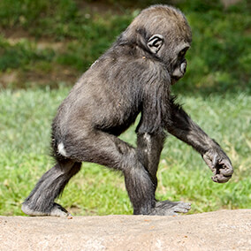 Gorilla baby with rump patch