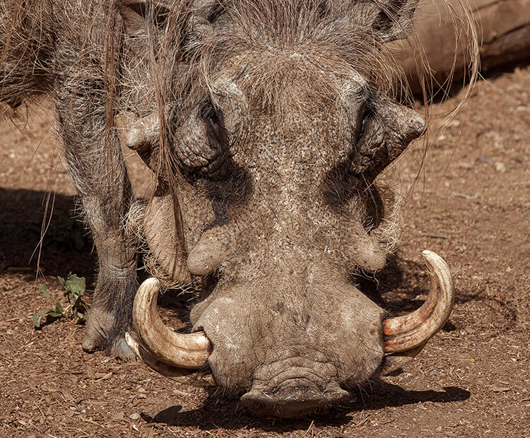 Male warthog