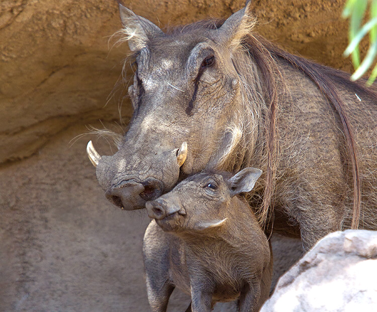 Cute Baby Warthog