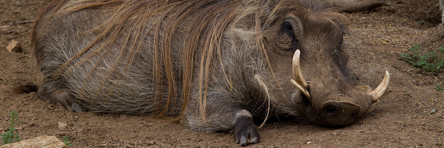 Warthog resting on dirt ground