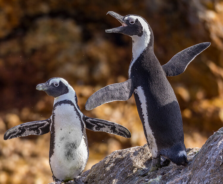 A pair of African penguins standing on a boiler with wings outstretched, one squawking