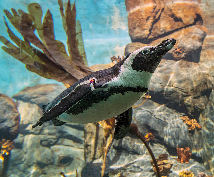 African penguin swimming under water