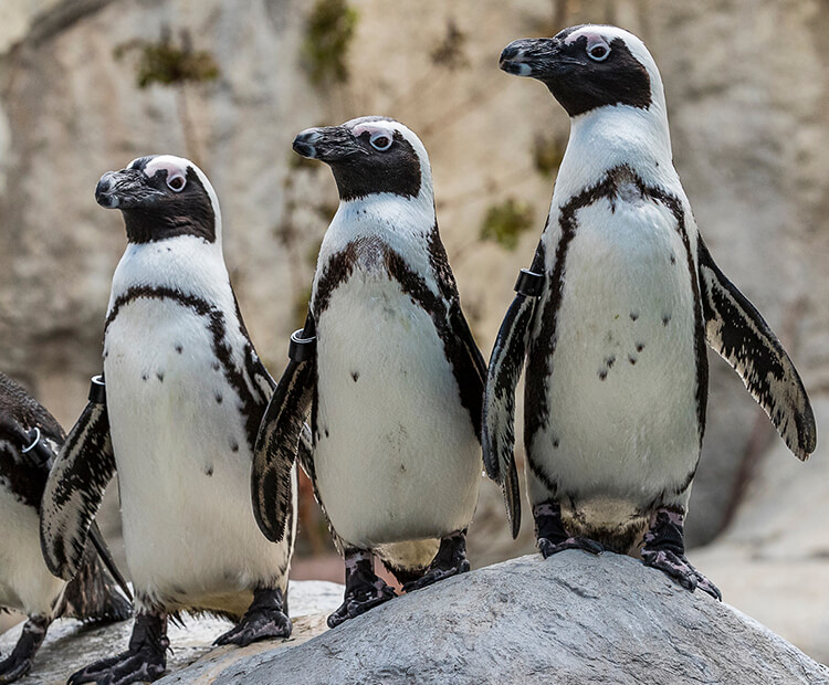 Three penguins standing on a rock in their Africa Rocks exhibit at San diego Zoo
