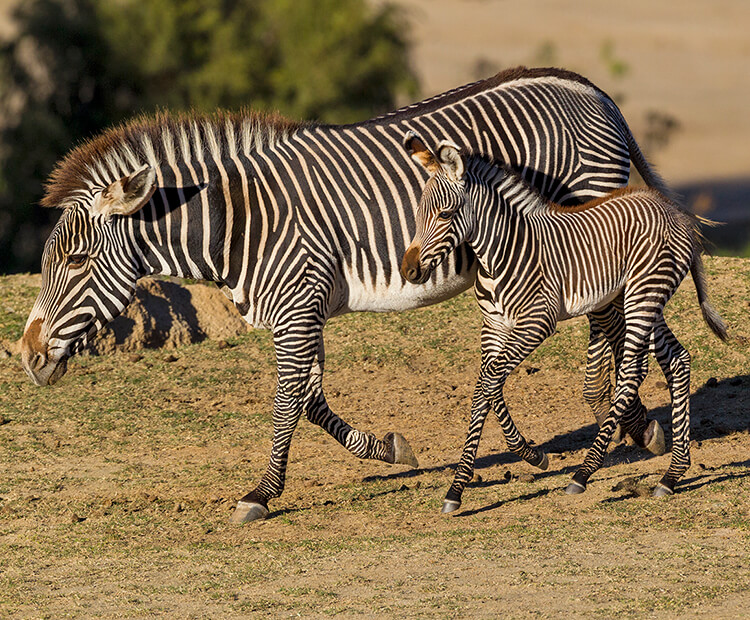 Grevy's zebra mother and foal