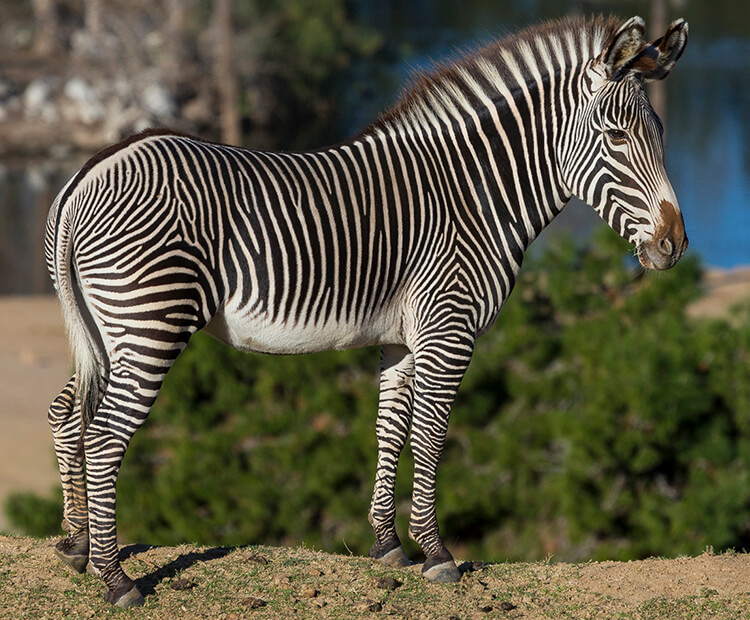 Zebra  San Diego Zoo Wildlife Explorers