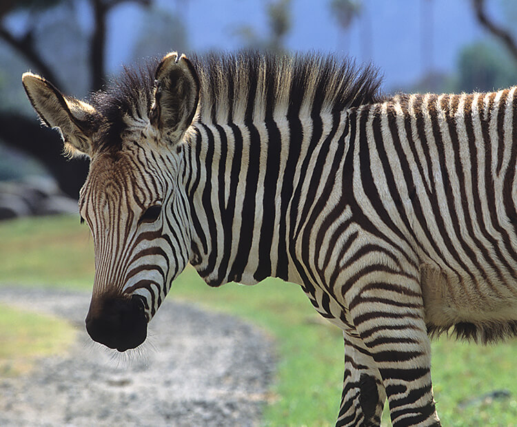 How the Hartmann's mountain zebra got its stripes