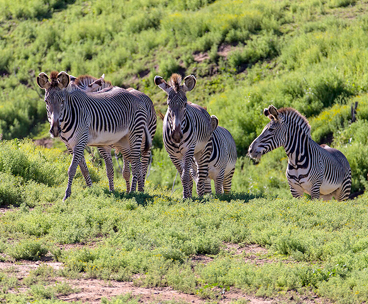 Group of Grevy's zebras climbing up a grassy hill