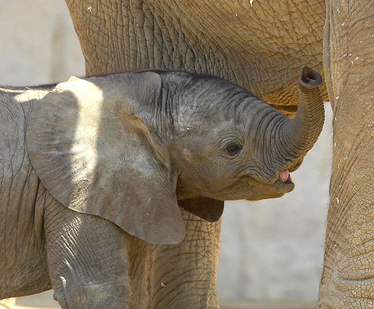 Baby elephant with trunk raised