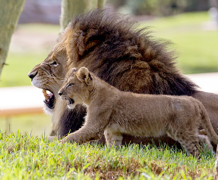 Adult male lion and little cub practice roaring together