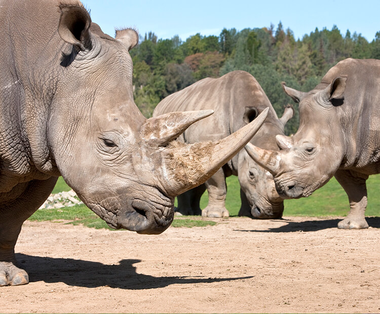 Three Southern white rhinos