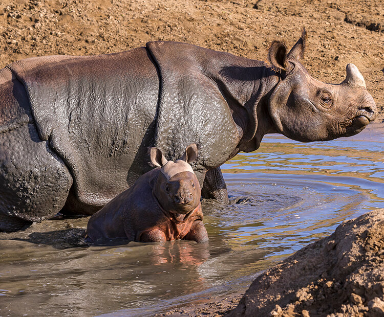 Rhinos rule! | San Diego Zoo Wildlife Explorers