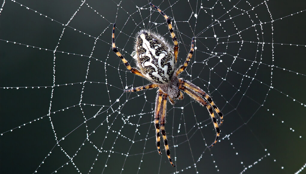 Orb-weaver spider on dew covered web